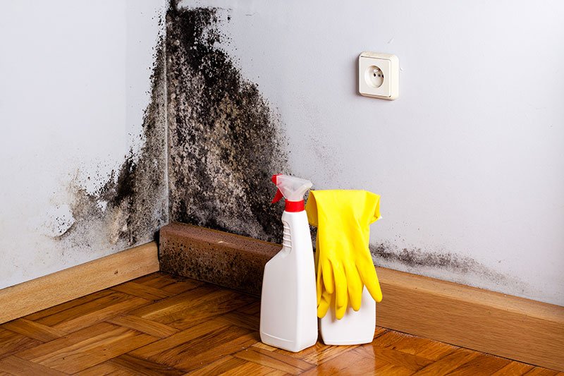 Who Is Responsible For Mould In A Strata Property