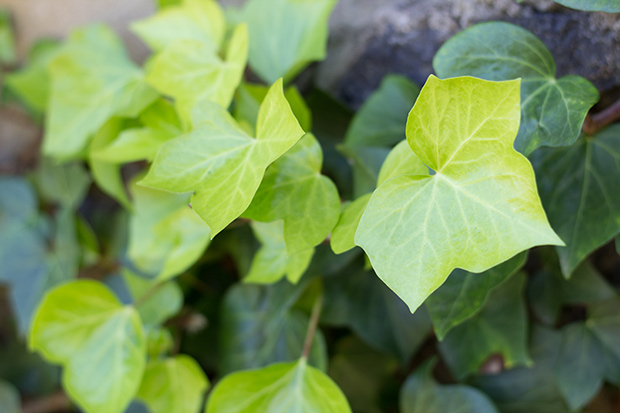 stratadata - Strata Living 24 Suitable Indoor Plants (10)