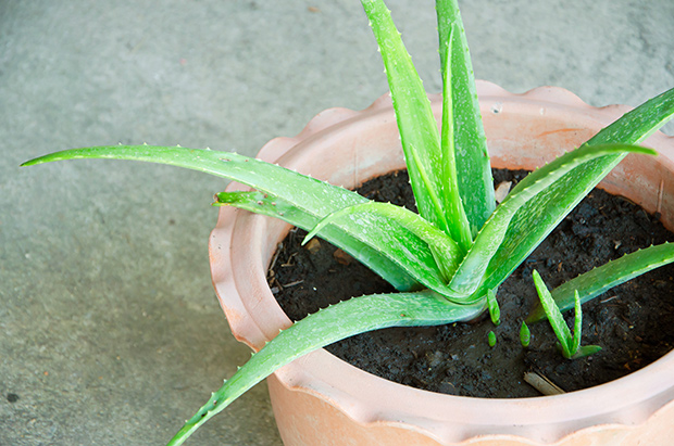 stratadata - Strata Living 24 Suitable Indoor Plants (12)