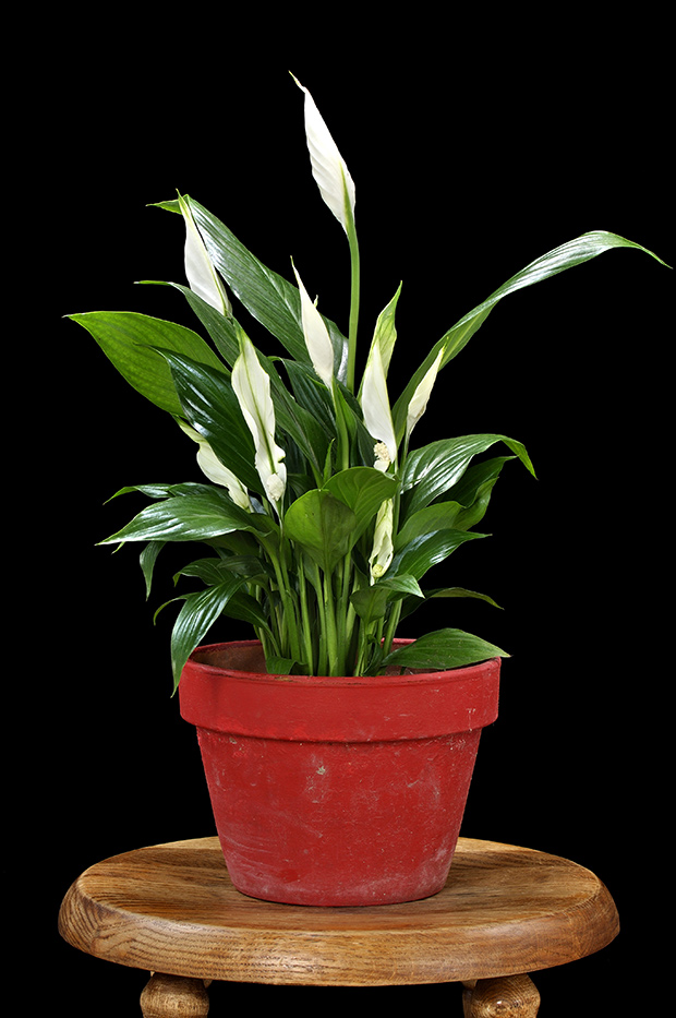 stratadata - Strata Living 24 Suitable Indoor Plants (2)